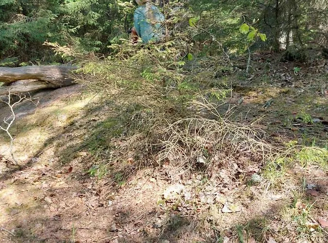 Bed and breakfast Elmegaard